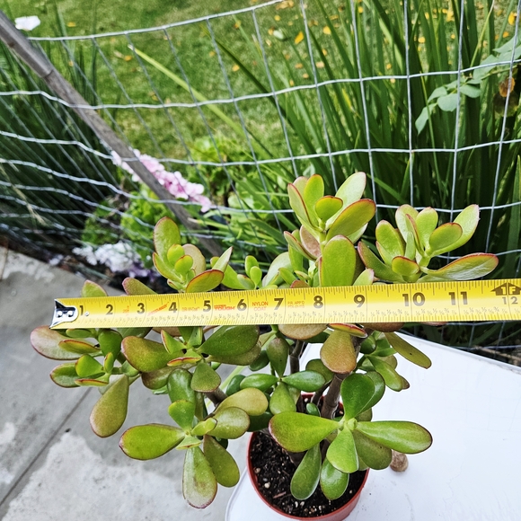 Ruby Jade - Picture 5 of 7